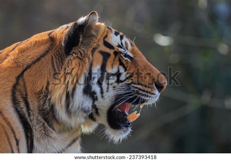 Tiger Baring Teeth Warning Stock Photo 237393418 Shutterstock