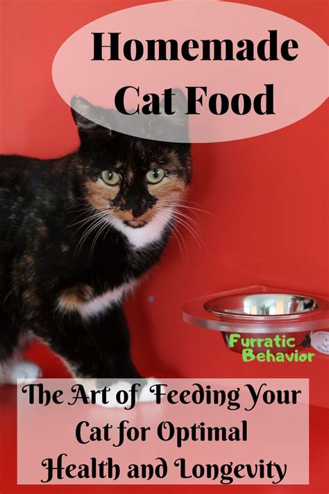 Diy Homemade Cat Food Feeding Your Cat For Optimal Health And