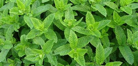 Cada planta puede producir entre 0,5 y 3 kg de alcaparras. Menta - Hierbabuena - Remedios Yuyos