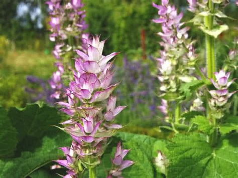 Clary sage oil benefits are abundant. Clary Sage: Benefits and Uses of This Essential Oil