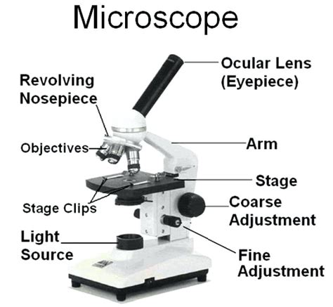 Parts Of A Microscope Worksheet