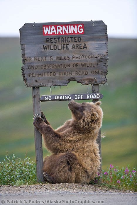 Grizzly Bear Scratches A Roadside Sign In Sable Pass Denali National Park Alaska Lustige
