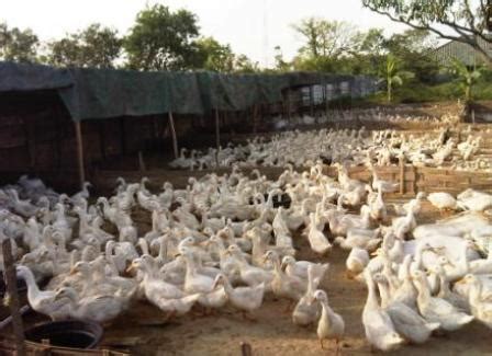 Cuma 3 bulan sudah jadi bos bebek serati entok. DINARA AGRO FARM: Panduan Menternak Itik Nila / Muscovy ...