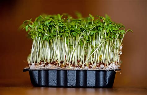 Incredible Heath Benefits Of The Cress Plant Garden Cress