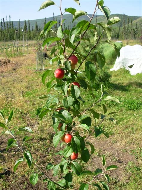 Both these grafts are easy and will have a high success rate, 95% to 100%. UltraHardy Apples - Klondike Valley Nursery