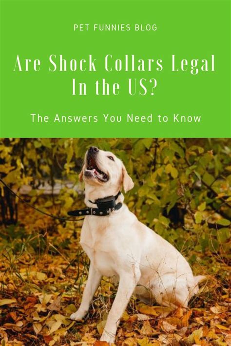 Are Shock Collars Legal In The Us The Answers You Need To Know Shock