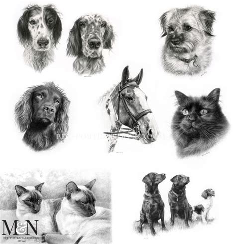 Pencil Pet Portraits By Melanie Phillips Melanie And Nicholas Pet Portraits