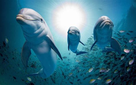 Love Dolphins Here Are The Best Places To Dive With Them