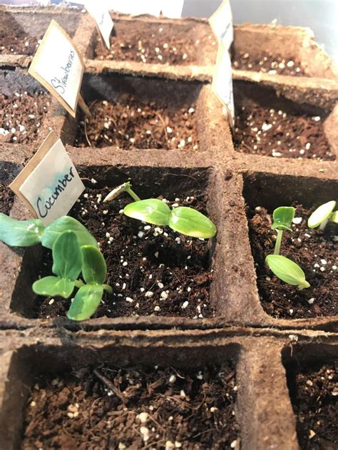 Indian yellow is a complex pigment consisting primarily of euxanthic acid salts (magnesium euxanthate and calcium euxanthate), euxanthone and sulphonated euxanthone. Cucumber plant is beginning to yellow on my seedlings ...