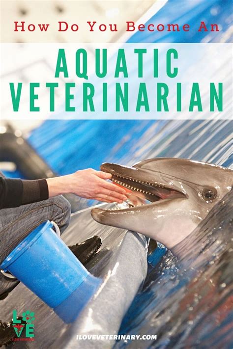 How Do You Become An Aquatic Veterinarian In 2021 Aquatic