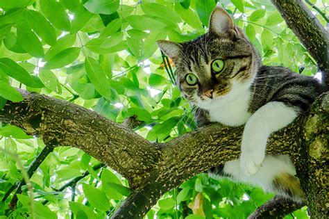 Cute Cat In Tree Hd Wallpaper Background Image