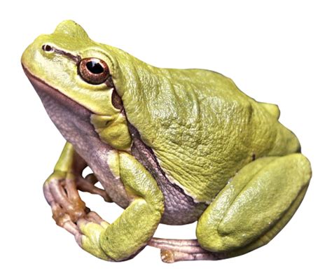 Big Frog Image Png Transparent Background Free Download 43138