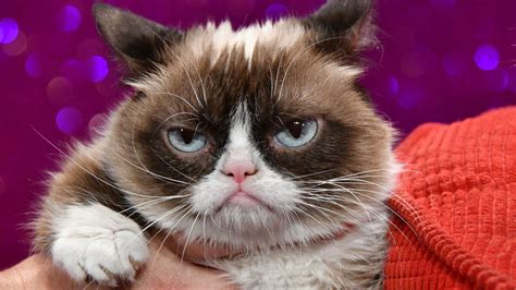 The Internet Pays Tribute To Grumpy Cat Mashable