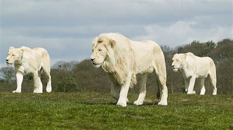 Facts About Rare Albino Lions