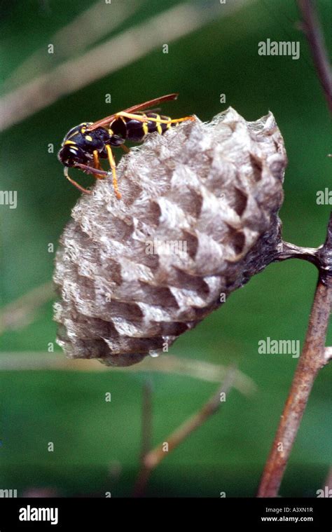 Zoology Animals Insects Wasps Polistine Wasp Polistes Dominulus