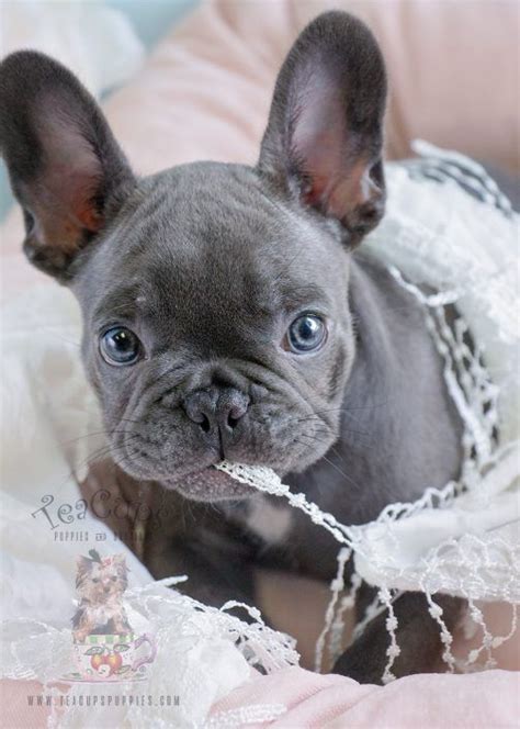 Pagesbusinessesshopping & retailpet shoppuppy boutique storevideosbaby bulldog puppies. Pin by Patricia Weaver on Puppies | French bulldog puppies ...