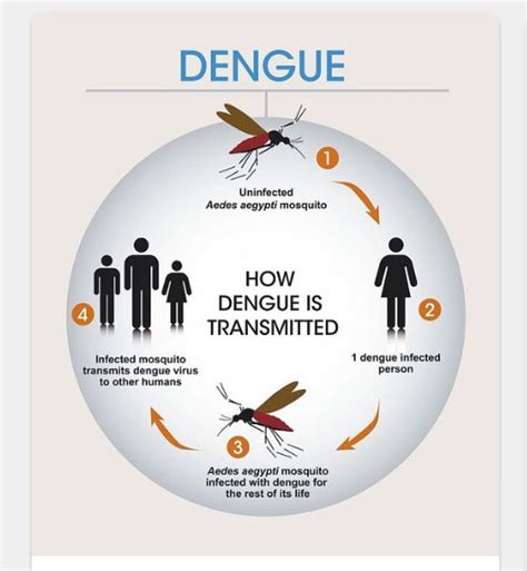 Dengue Viral And Bacterial Diseases
