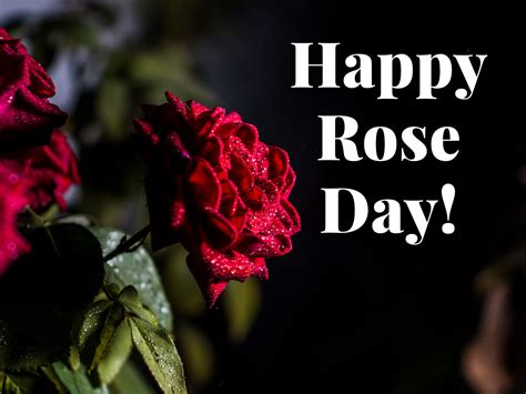 Happy Rose Day 2020 Images Quotes Wishes Greetings Messages Cards