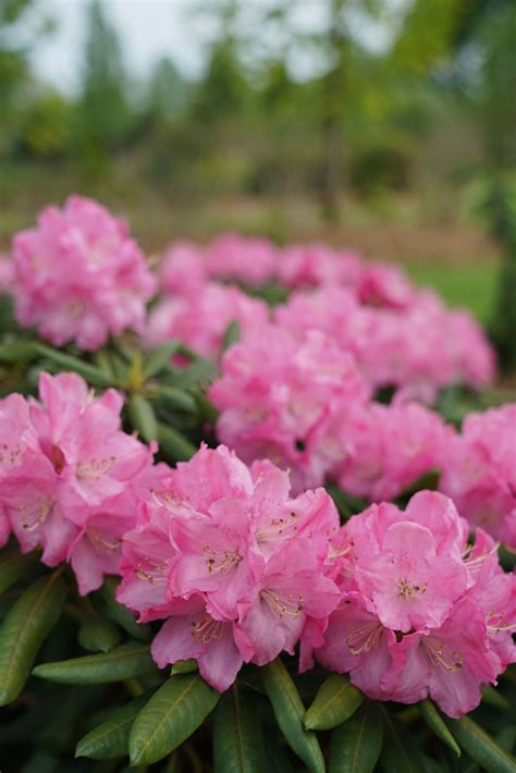 Evergreen Shrubs Flowering In Summer Thuem Garden Plant