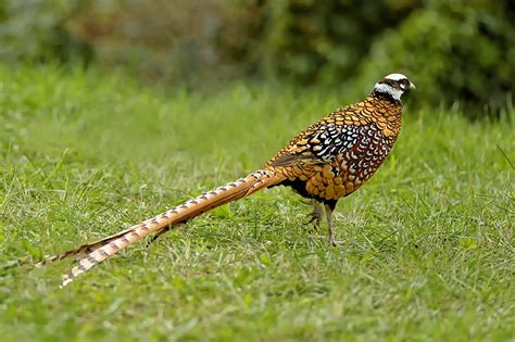 6 Types Of Pheasants With Pictures Pet Keen