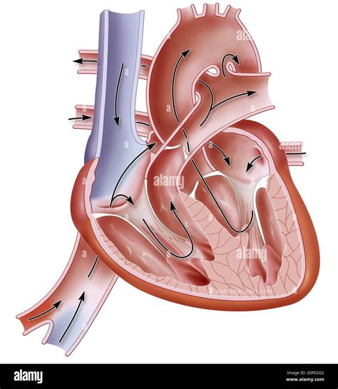 Circulatory System Hi Res Stock Photography And Images Alamy