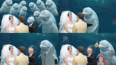 Whale At Wedding Becomes Hilarious Internet Sensation