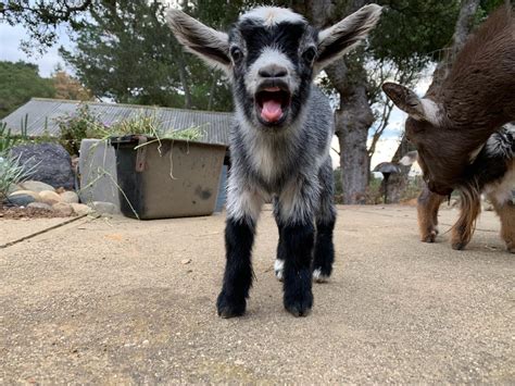 Baby Goats Yells Are The Cutest Rgoats