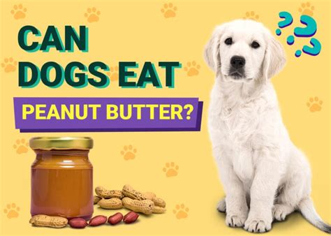 Can Dogs Eat Peanut Butter Vet Approved Facts And Faq Pet Keen