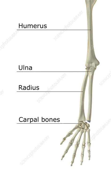 The Bones Of The Upper Limb Stock Image F0018078 Science Photo