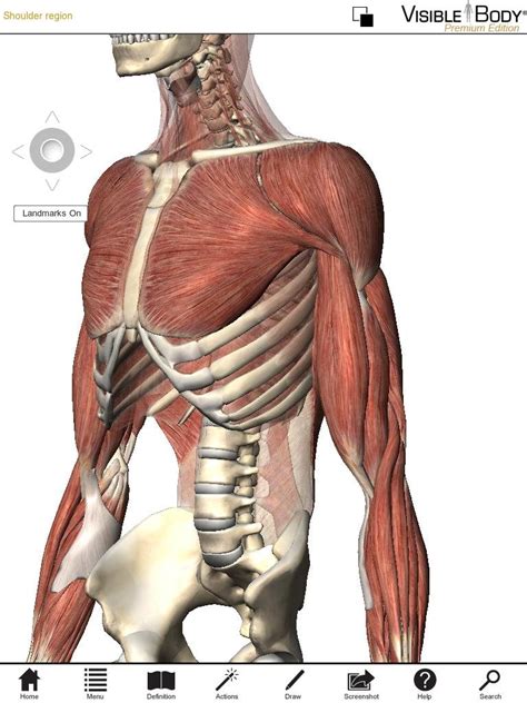 Anatomy Of Human Abdominal Muscles Digital Art By Stocktrek Images