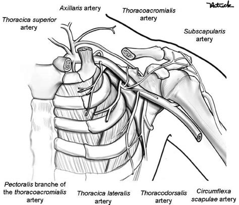 Axillaris Artery And Its Branches Anterior View Of The Left Axillary