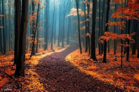 Breathtaking Photos Of Enchanting Forests In Autumn Artfido