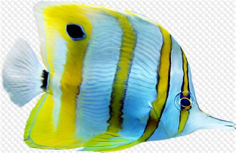 250 PNG Рыба на прозрачном фоне рыба фото и графика