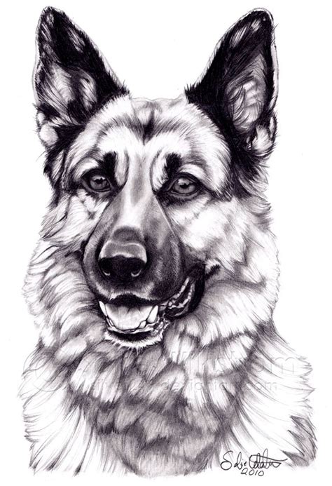 German Shepherd Dog By Artofaprocrastinator On Deviantart Dibujo