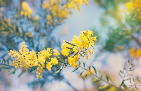 Australian Native Flowers A Guide To Australian Flowers Better Homes
