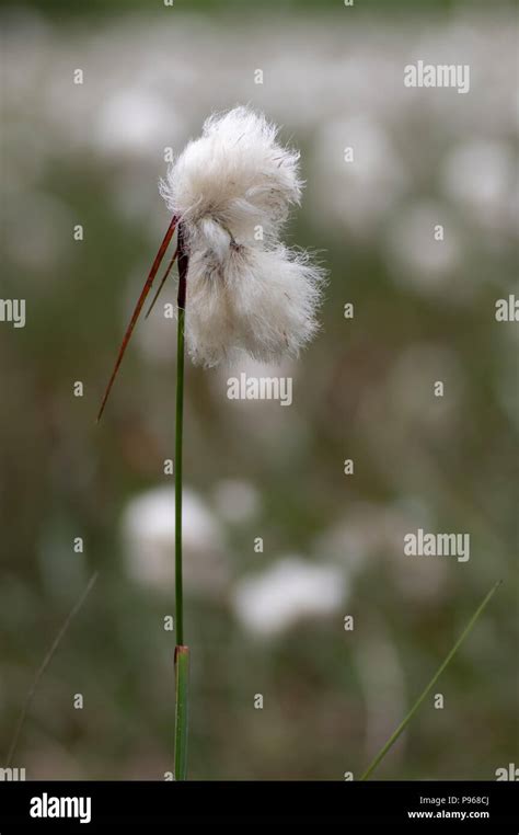 Common Cottongrass Eriophorum Angustifolium In Seed Sedge In The