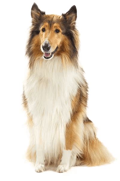 Rough Collie Dog Breed Ukpets