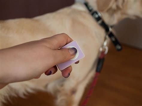 How To Clicker Train Your Dog Dog Clicker Training Training Your Dog