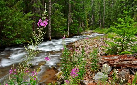 Beautiful Landscape Background Mountain River Thick Green Forest With