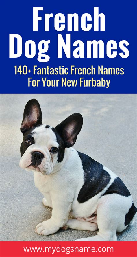 Beautiful French Dog Names 211 Fantastic Name Ideas