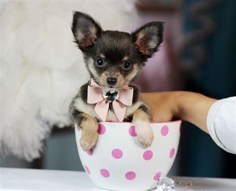 Teacup Chihuahua Size