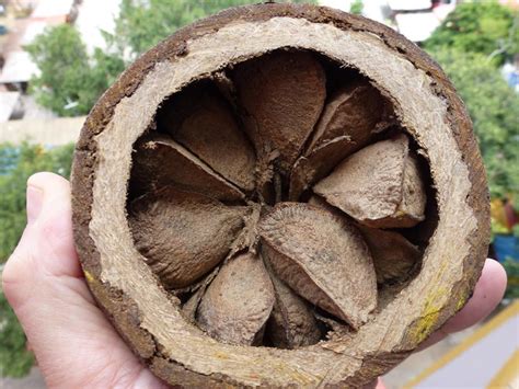 The brazil nut, also known as bertholletia excelsa, is a natural wonder of the amazon rainforest. Brazil Nuts | Tellwut.com