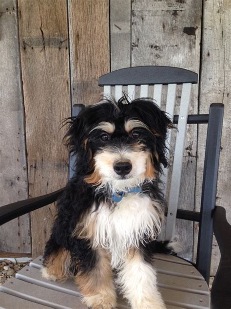 If you are unable to find your bernedoodle puppy in our puppy for sale or dog for sale sections, please consider looking thru thousands of bernedoodle dogs for adoption. Bernedoodle Puppies For Sale | Wooster, OH #277388