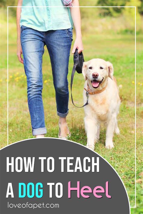 How To Teach A Dog To Heel Perfectly Love Of A Pet Dog Training