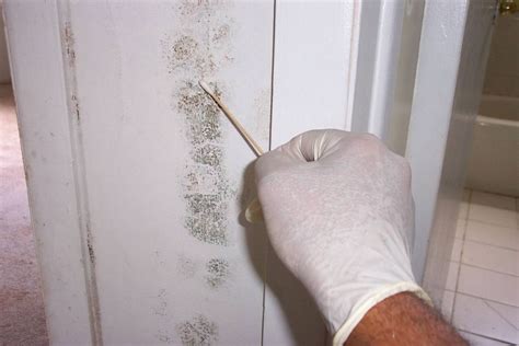 It's fast, free & easy! How to Detect Household Mould