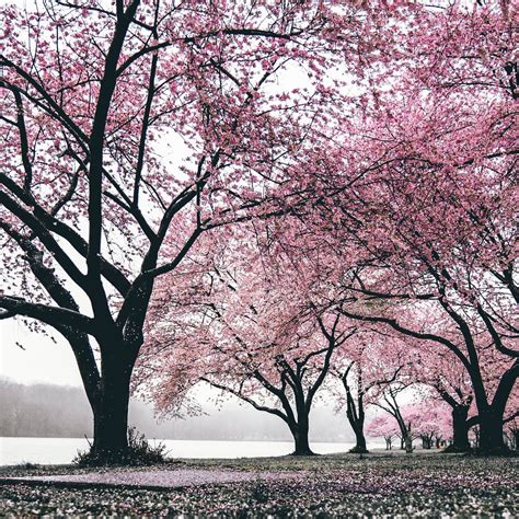 Cherry Blossoms Trees 4k Ipad Pro Wallpapers Free Download