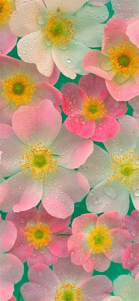 Flower Wallpapers For Mobile Phones