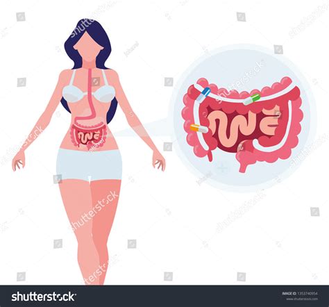 Female Anatomy Digestive System Stock Vector Royalty Free Shutterstock