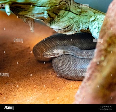 Stimson‘s Python Antaresia Stimsoni Snake Western Australia Stock