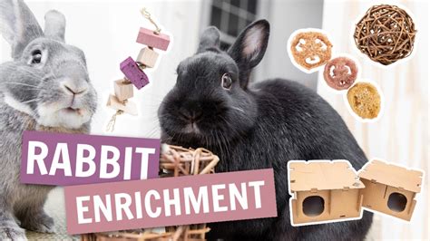 all about rabbit enrichment youtube
